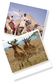 Safari through the financial world